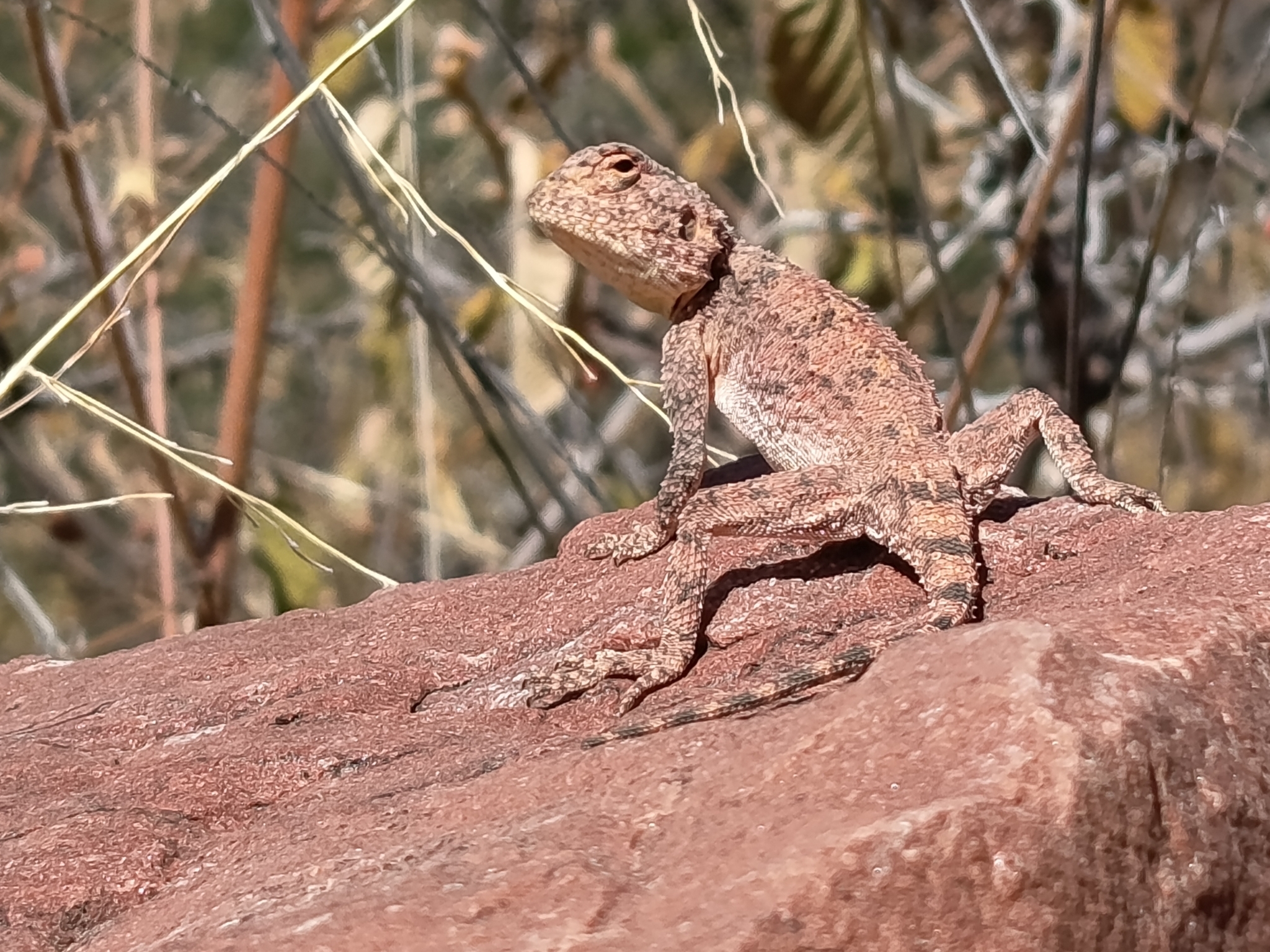 Agama anchietae Bocage, 1896