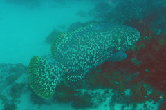Epinephelus lanceolatus