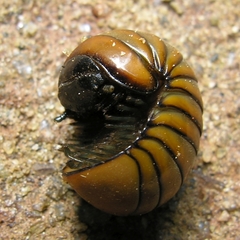 Arthrosphaera