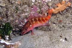 Hypoplectrodes maccullochi