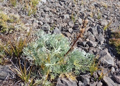 Artemisia campestris borealis
