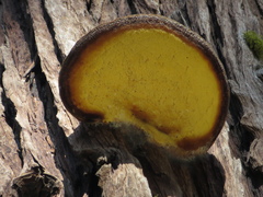 Tyromyces amarus