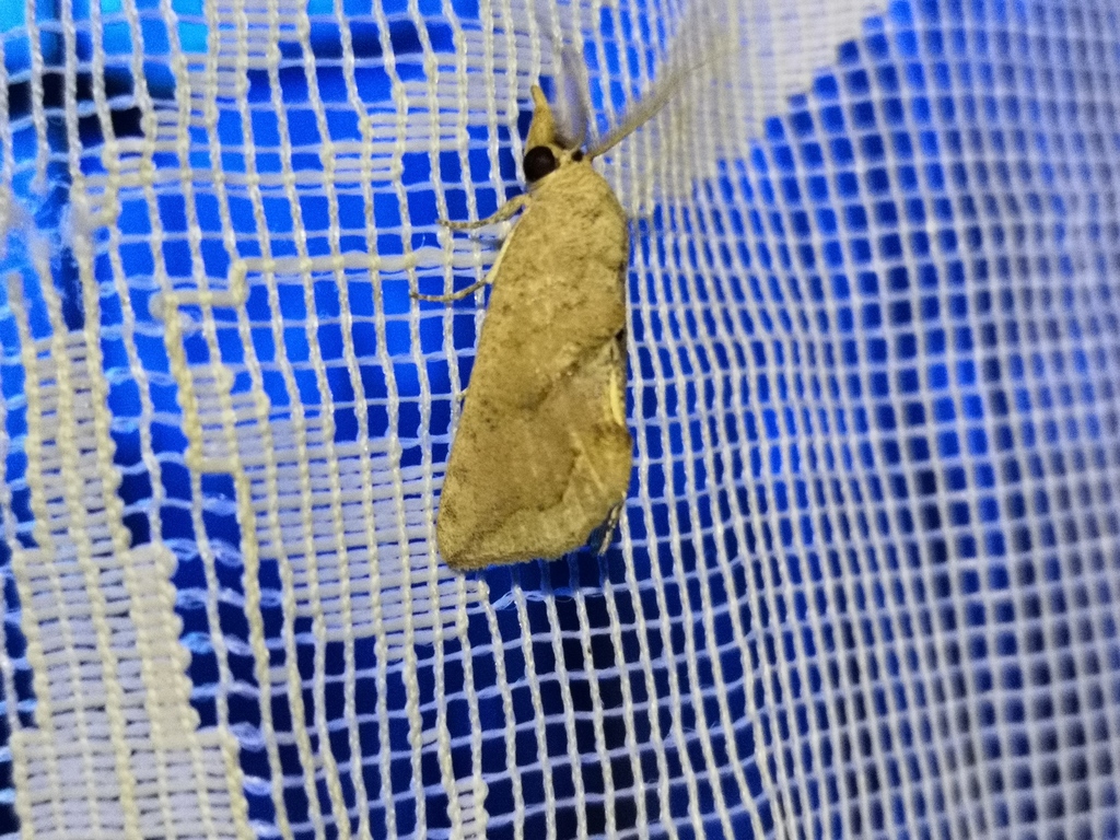 Oraesia intrusa