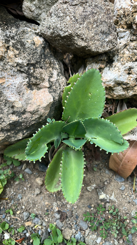 Kalanchoe laetivirens