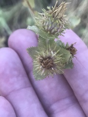 Grindelia adenodonta