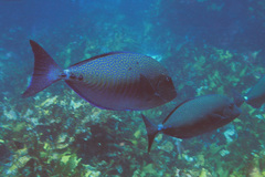 Prionurus maculatus