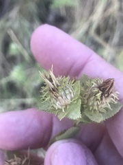 Grindelia adenodonta