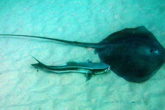 Rachycentron canadum