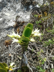 Cyrtorchis arcuata arcuata