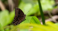 Ptychandra lorquinii