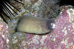 Gymnothorax thyrsoideus