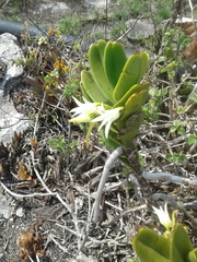 Cyrtorchis arcuata arcuata