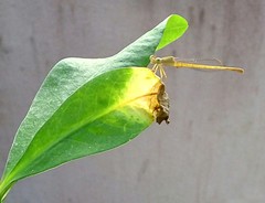 Ceriagrion coromandelianum