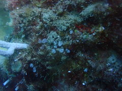 Pycnoclavella