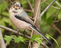 Aegithalos glaucogularis