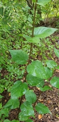 Viburnum scabrellum