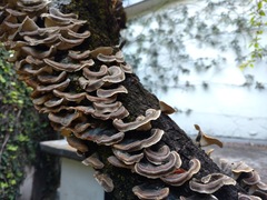 Trametes versicolor