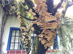 Trametes versicolor
