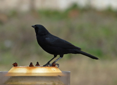 Ptiloxena atroviolacea