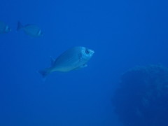 Spondyliosoma cantharus