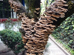 Trametes versicolor