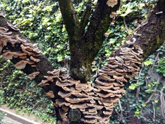 Trametes versicolor