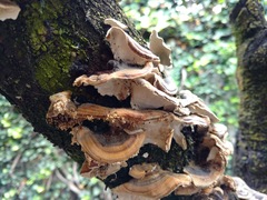 Trametes versicolor