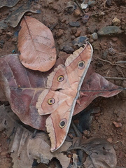 Antheraea