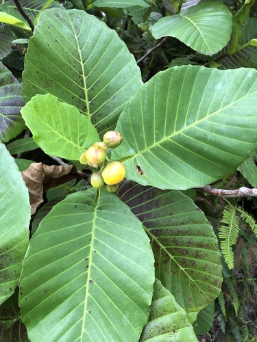 Dillenia suffruticosa