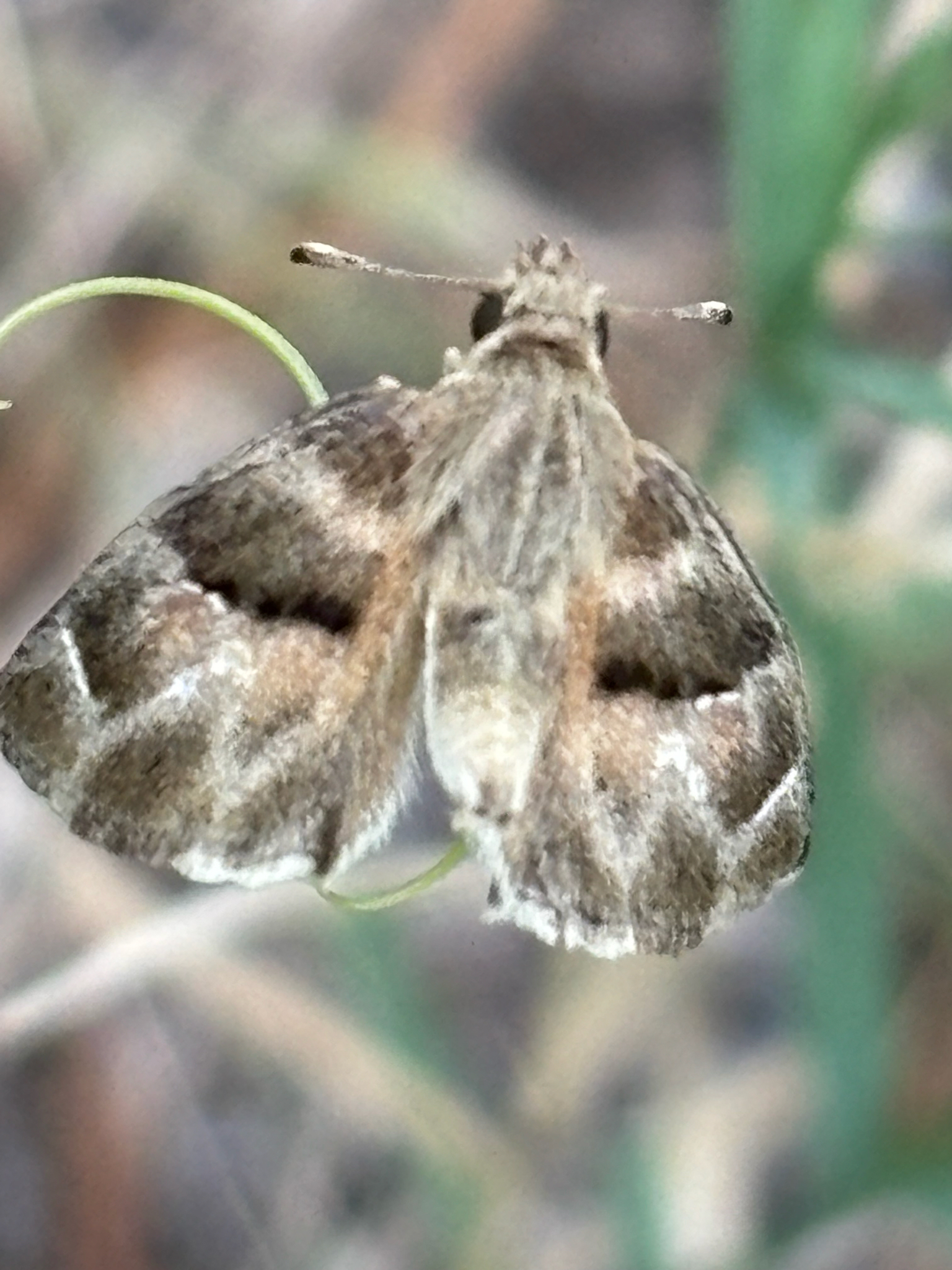 African Marbled Skipper