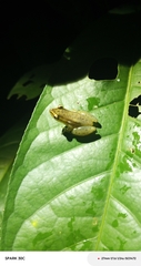 Ngezi Reed Frog photo 4