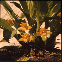 Lycaste consobrina