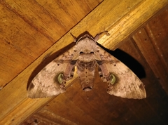 Daphnusa ocellaris