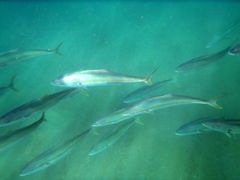 Seriola lalandi