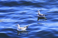 Chroicocephalus ridibundus