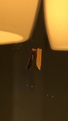 Mesophleps adustipennis