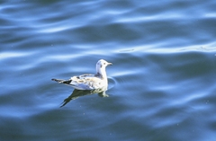 Chroicocephalus ridibundus