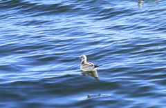 Chroicocephalus ridibundus