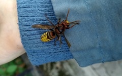 Vespa crabro