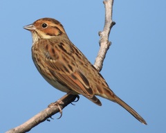 Emberiza pusilla