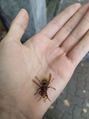 Vespa crabro