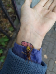 Vespa crabro