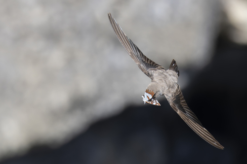 Avión roquero (Ptyonoprogne rupestris)