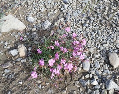 Dianthus repens