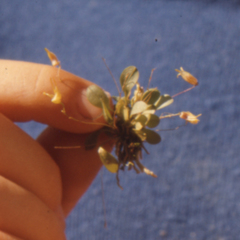 Specklinia fuegi