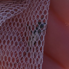 Habroscelimorpha dorsalis image