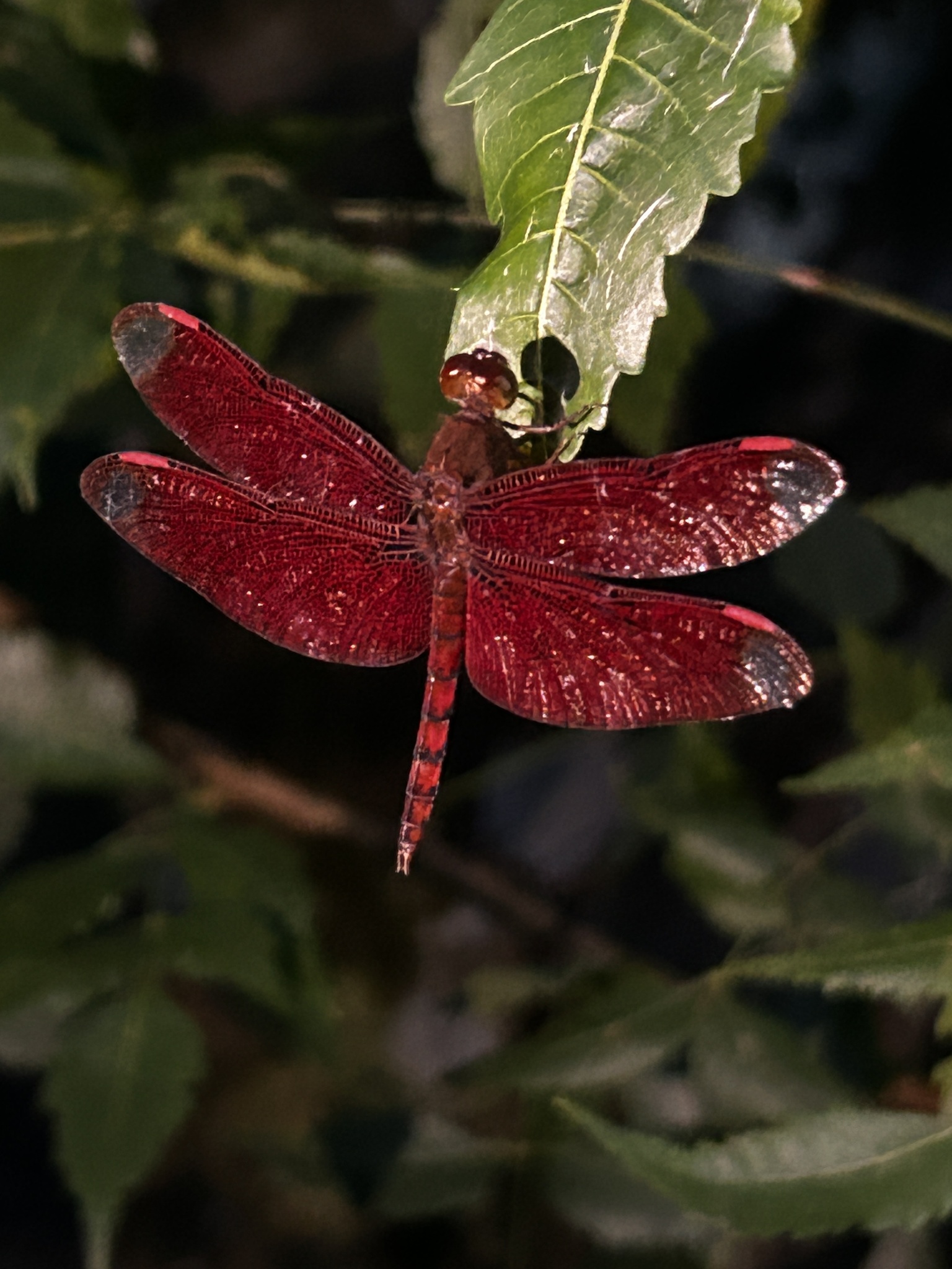 Fulvous Forest Skimmer