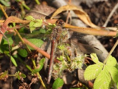 Sympetrum