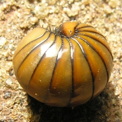 Arthrosphaera