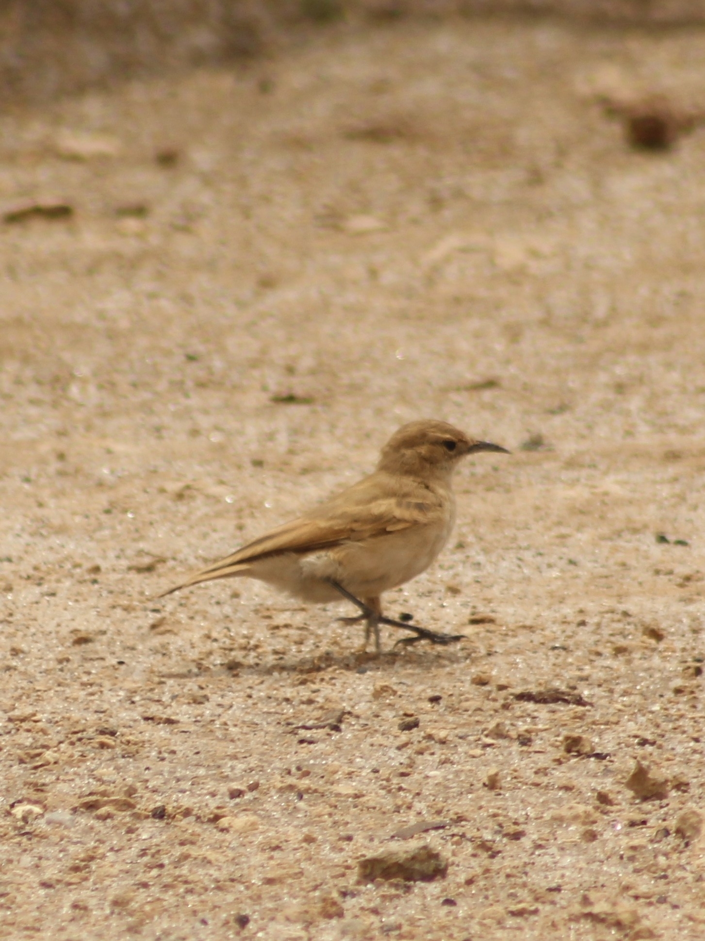 Puna Miner (Geositta punensis), photo 7